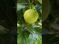 Breadfruits #shorts #breadfruit #fruit #gardening #satisfyingvideo #like #subscribe