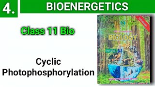 Cyclic Photophosphorylation || Bioenergetics | class 11 bio