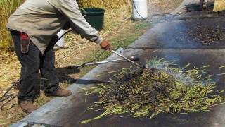 Frikeh, Freekeh, Fereek: Green Wheat Wonder