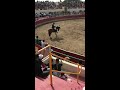 bloodless bullfight thornton festa 2019