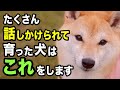 たくさん話しかけられて育った犬だけが見せる行動・仕草を獣医師が解説します