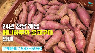 [신바람 농산물 협력농가 판매상품 1533-5930  (신선마켓.com)]준비된 물량 소진으로 12월 추가할인 행사 종료 안내  - 24년 전남 해남 베니하루까 꿀고구마 판매