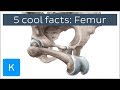 5 cool facts about the femur (thigh bone) - Human Anatomy | Kenhub