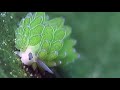 Leaf Sheep: Adorable Sea Slug Eats So Much Algae It Can Photosynthesize