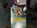 后妈是真不好当啊，领养的小橘猫举起猫妈妈吃奶，终于明白“使出吃奶劲”的含义了