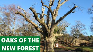 NEW FOREST WALKS : EXPLORING ANCIENT OAK TREES OF THE NEW FOREST (NEW FOREST NATIONAL PARK) [4K]