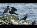 great cormorant phalacrocorax carbo and european shag gulosus aristotelis side by side shetland