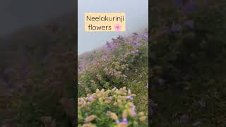 Neelakurinji flowers #youtubeshorts  #kerala #neelakurinji #shortfeed #shorts #travel