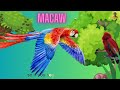 Macaw song for kids | uncle yellow