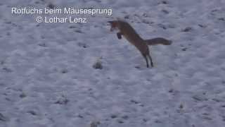 Fuchs beim Mäusesprung   © Lothar Lenz