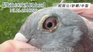 【雙重紅玫瑰回血30】NL21-1068230_紅玫瑰(子Ｘ女)