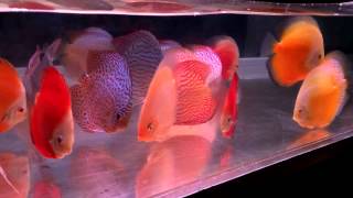 Exotic Discus Shipment - May, 2015.