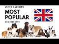 TEN MOST POPULAR DOG BREEDS IN THE UNITED KINGDOM