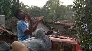 high flyer desi pigeons ronojeet bhai kaa (ep-1)