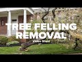 Tree Felling Removal Short