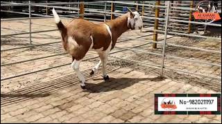 Al karam goats and agro -9820211197 (Shahapur maharashtra) stock at kept at ns goat farm #shorts