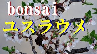 【盆栽】　bonsai ゆすらうめ　ユスラウメの花が満開　Prunus tomentosa