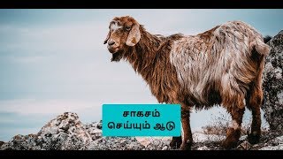 எந்த மலையாக இருந்தாலும் அசால்ட்டாக ஏறும் ஆடு..! | Mountain Goat | Goat