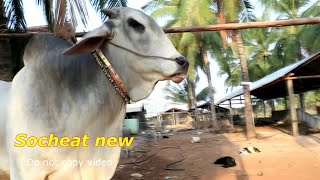 គោបាល្អមានមាឌធំពូជល្អ|A good bull has a good breed