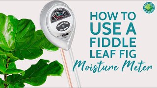 How to Use a Fiddle Leaf Fig Moisture Meter to Keep Your Plant Healthy | Fiddle Leaf Fig Plant