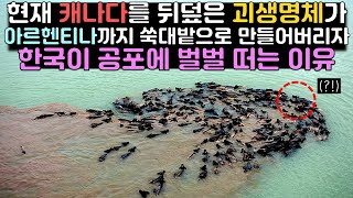 현재 캐나다를 뒤덮은 괴생명체가 아르헨티나까지 쑥대밭으로 만들어버리자 한국이 공포에 벌벌 떠는 이유