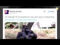 gorilla killed after 4 year old falls into enclosure