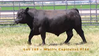 Lot 169 - Wulffs Capitalist 9144