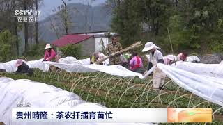 [中国三农报道]贵州晴隆：茶农扦插育苗忙|农业致富经 Agriculture And Farming