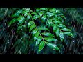 Sleep to Rainstorm in a Forest | Relaxing Rain Sounds for Sleeping