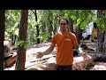 how to cut trees that lean hard a few techniques to do it safer tips and tricks