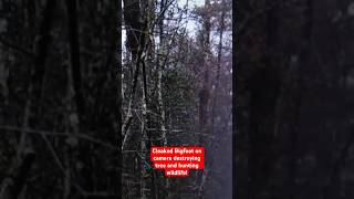 THIS Will Change How You See Sasquatch! | Cloaked Bigfoot Destroying Tree and Hunting Wildlife!