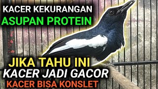 EFEK KACER KEKURANGAN PROTEIN BIKIN KACER GACOR KACER KONSLET LANGSUNG JADI KACER SAMPAH