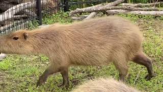 八木山動物公園「飼育員による動物のおはなし」カピバラ編    ウニ  ノリ   ゴマ