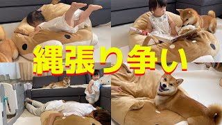 巨大柴犬クッションを前に縄張り争いを繰り広げる犬と娘、そして父