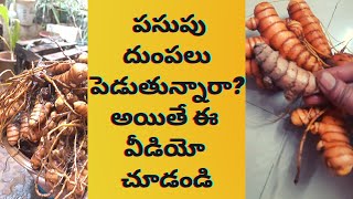 Grow turmeric at home easily |పసుపు ఇలా పండిస్తే అద్భుతమైన harvest మీ సొంతం #turmericharvestathome