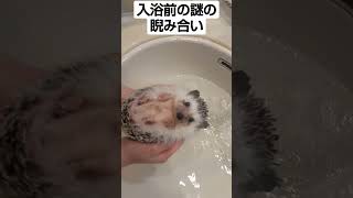 入浴前の儀式を行うハリネズミ