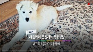 Ep.26 / 날마다 풍풍  자라는 아기 풍산개의 폭풍 성장