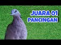 Derkuku Djawa Gacor Suara Bening, Juara 01 Pancingan