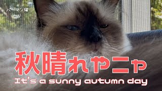 バーマン猫ウリ【秋晴れやニャ】It's a sunny autumn day（バーマン猫）Birman/Cat