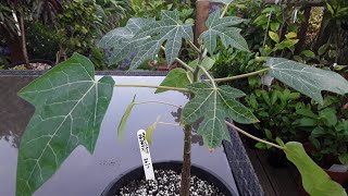 Mountain papaya ( Vasconcellea Pubescens ), my only surviving plant