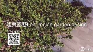 隆美園藝Longmeign garden design《造型翠米茶盆景》