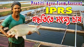 IPRS পদ্ধতিতে মৎস্য চাষ | আইপিআরএস প্রযুক্তি, নাটোর | In pond res way system in Natore |protiti agro