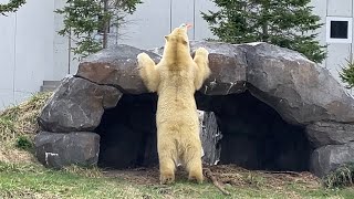 20240419:今日の円山動物園