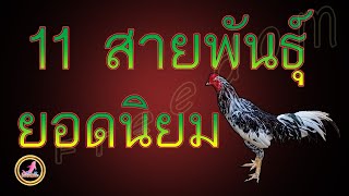 ไก่สายพันธุ์ไทยแท้ที่ได้รับความนิยมเป็นอย่งมากในปัจจุบัน...!!!