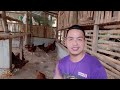 priming breeder conditioning mga dapat gawin bago isalang sa breeding rhode island red