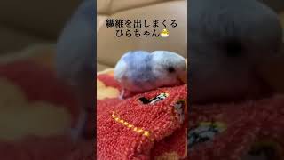 また新しいおもちゃを【インコ】#shorts