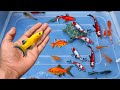 Unboxing ikan cupang, ikan hias, ikan koi, ikan emas, ikan Guppy, ikan komet, ikan koki