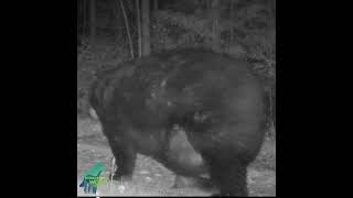 Enormously fat bear in northern Minnesota