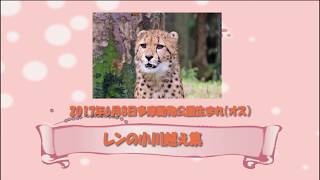 レンの小川越え集　多摩動物公園　チーター