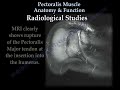 pectoralis muscle anatomy u0026 function everything you need to know dr. nabil ebraheim